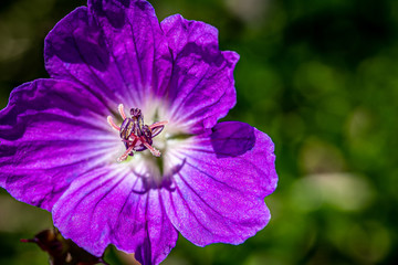 Macro Purple Geranium Flower Bloosm