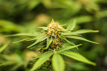 Close up of Fresh Marijuana Plant with Fan Leaves and Trichomes on Bud for medical growing purposes