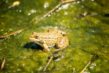 Little frog on green grass in lake