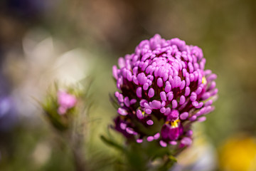 California Wildflower Purple Owls Clover