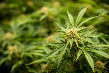 Closeup of Beautiful Medical Marijuana Plant fully grown ready for harvest in Cannabis Industry