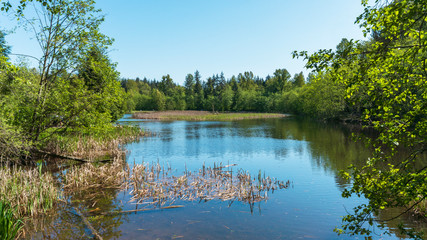 reeds in peaceful park lake - spring

