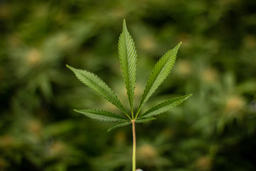 Close up of hemp leaf against blurred green cannabis background