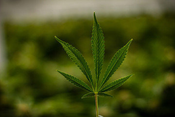 Closeup of Cannabis leaf on green background at indoor growing facility