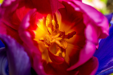 Obraz na płótnie Canvas Macro Tulips in the Sun