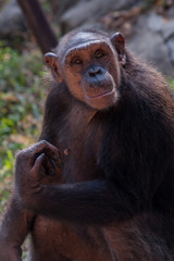 Chimpanzees are asking for food from humans
