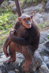 Chimpanzees are asking for food from humans