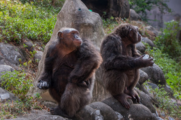 Chimpanzees are asking for food from humans