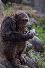 Chimpanzees are asking for food from humans