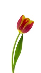 Red and yellow tulip on white background.