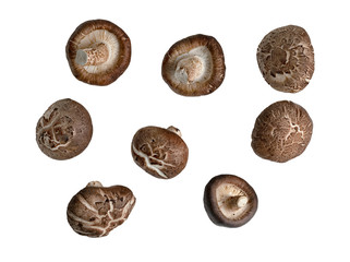 Shiitake Mushrooms isolated on white background