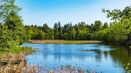 pond in park - BC spring
