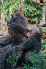 Chimpanzees are asking for food from humans