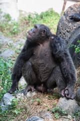 Chimpanzees are asking for food from humans