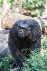 Chimpanzees are asking for food from humans.