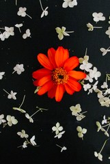 Orange Gerber daisy with white petals floating on a black background.