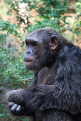 Chimpanzees are asking for food from humans.