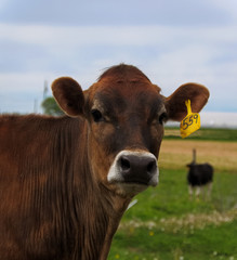 One brown Jersey cow looking at the camera