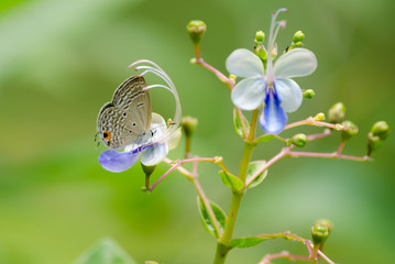 butterfly and flower in green background