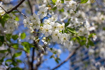 Beautiful cherry blossoms in spring
