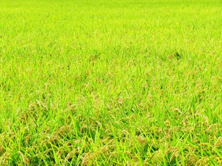 日本の田舎の風景　10月　稲の実り　穂明かり
