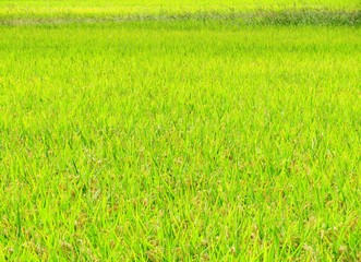Obraz na płótnie Canvas 日本の田舎の風景　10月　稲の実り　穂明かり