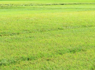 日本の田舎の風景　10月　稲の実り　穂明かり