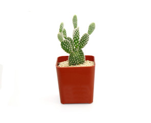 Cactus in pot isolated on white background. Potted ornamental plants for absorb electromagnetic radiation from computer in office, easy care potted plants. Gardening Hobbies at home