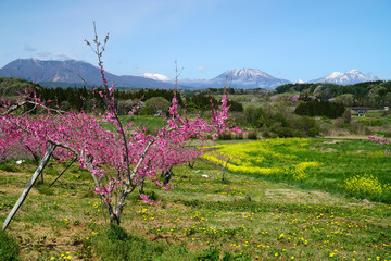 Obraz premium 春の丹霞郷