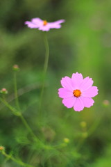 Obraz premium 코스모스