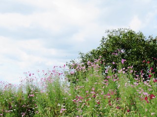 Fototapeta na wymiar 日本の田舎の風景　10月　野の花　畑のコスモス