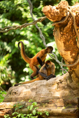 Geoffroys spider monkey (Ateles geoffroyi)