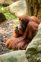 Large male Orangutan