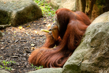 Large male Orangutan