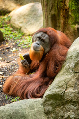 Large male Orangutan
