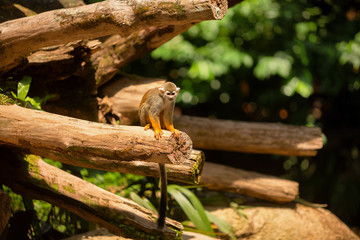 Single Squirrel monkey