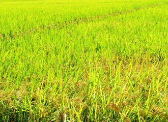 日本の田舎の風景　10月　稲の実り　穂明かり