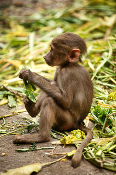 View Of Juvenile Hamadryas Baboon