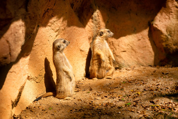 View of a pair of  Meerkat (Suricata suricatta)
