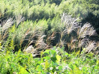 日本の田舎の風景　10月　ススキ
