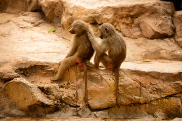 View of Hamadryas Baboons
