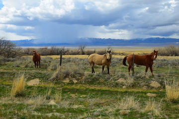 pasture horses in the storm