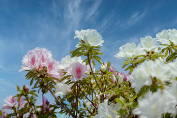 名もなき公園に咲き誇るツツジたち