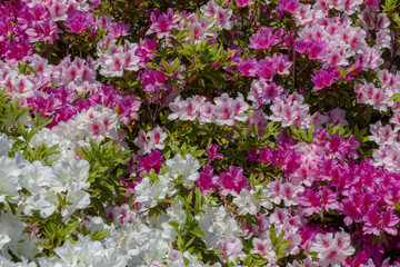 名もなき公園に咲き誇るツツジたち