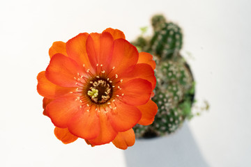 Cactus flower in orange color