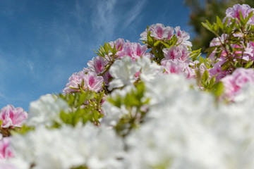 名もなき公園に咲き誇るツツジたち