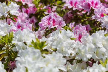 名もなき公園に咲き誇るツツジたち