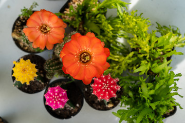 Obraz na płótnie Canvas Cactus flower in orange color