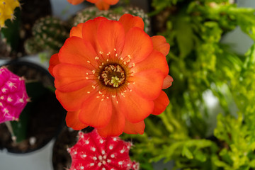 Cactus flower in orange color