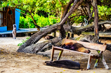 sea lions on bench, tree, beach, sand, island, Isabela, Galapagos, Ecuador, vegetation, 